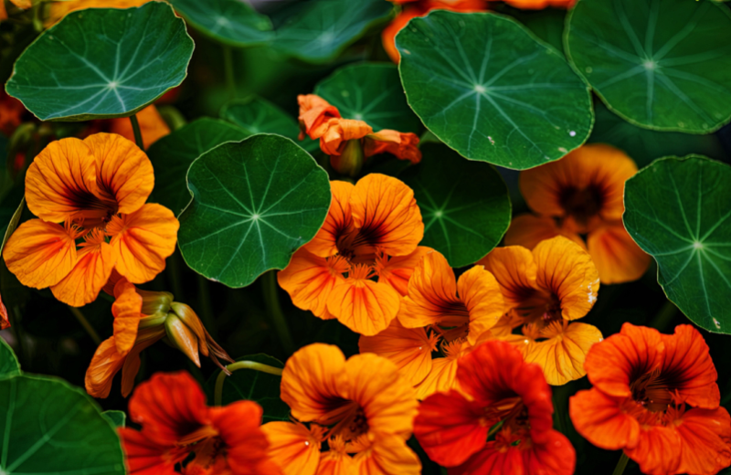 orange Nasturtium flowers
