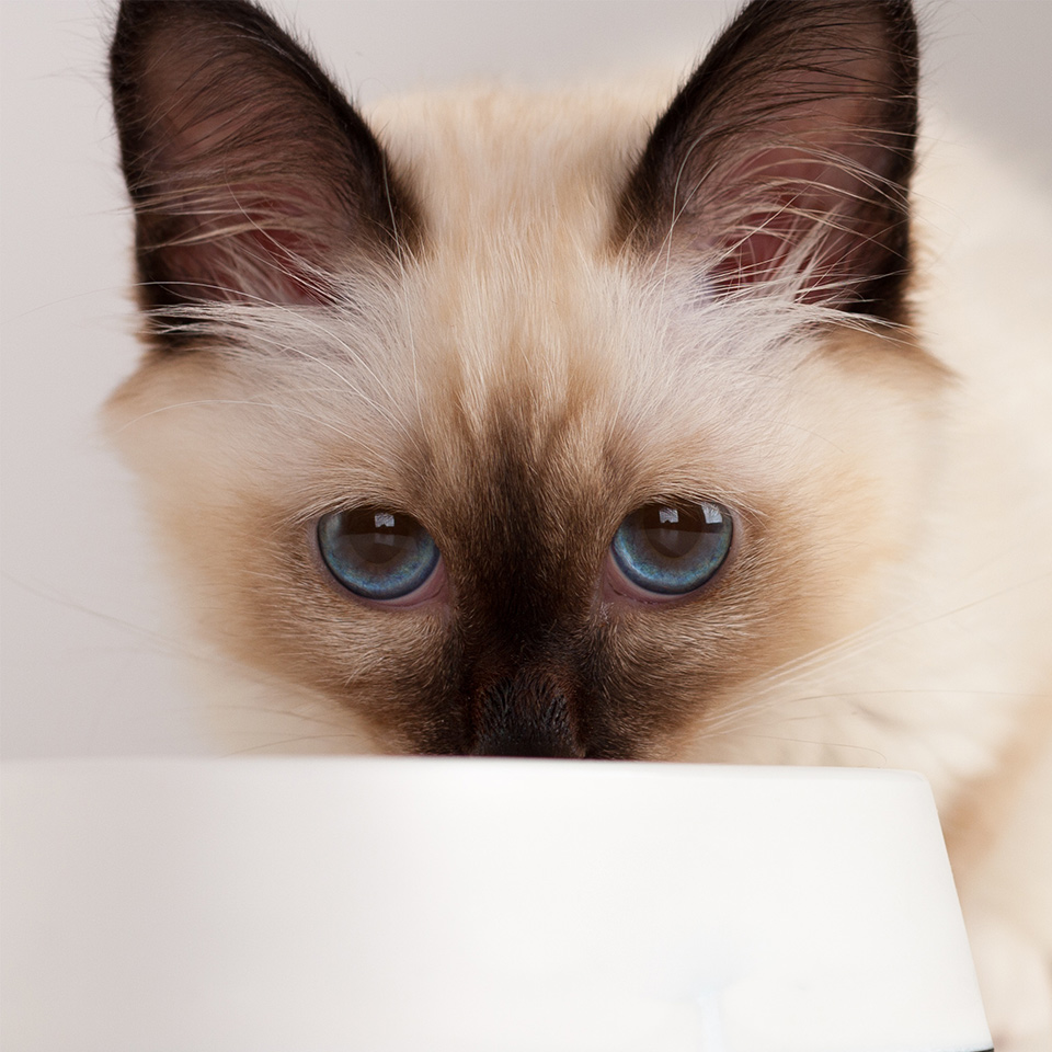 A kitten eating from a bowl