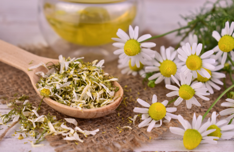 chamomile for luck