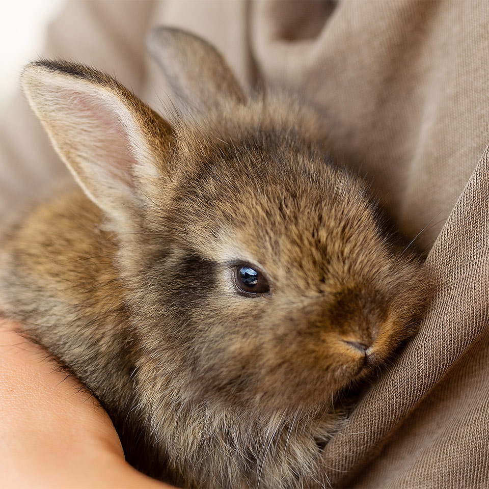 A woman cuddling a baby rabbit