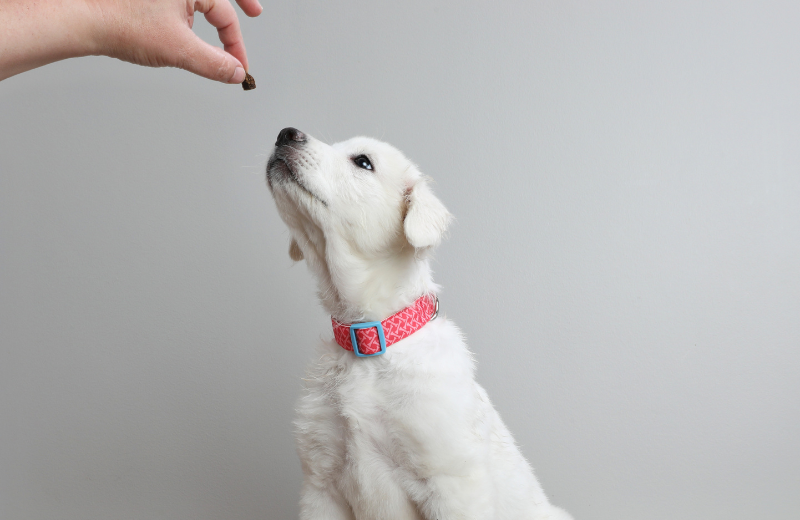 Image of someone giving a puppy a treat
