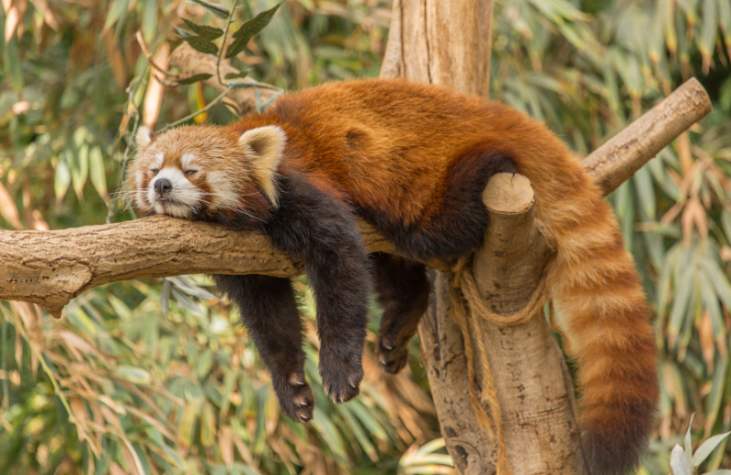 Panda Colours and Their Spiritual Meanings