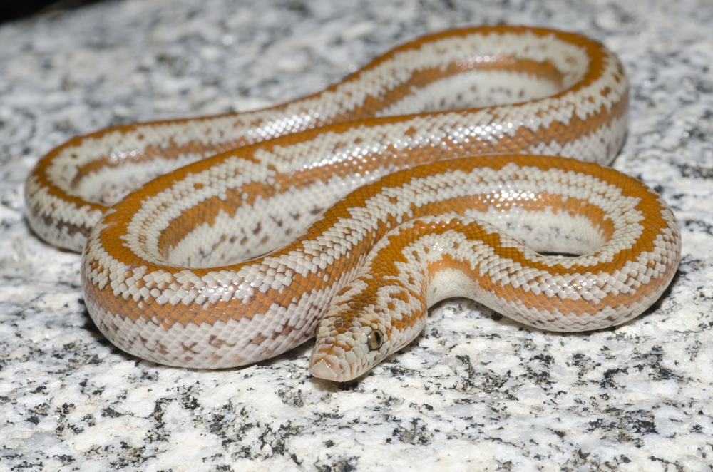 Rosy Boa