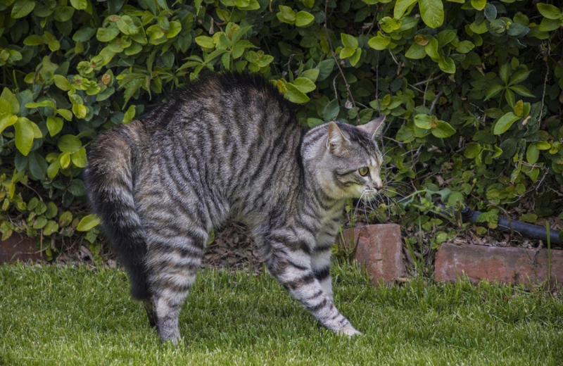 How Do You Know If Your Cat Has Seen a Ghost