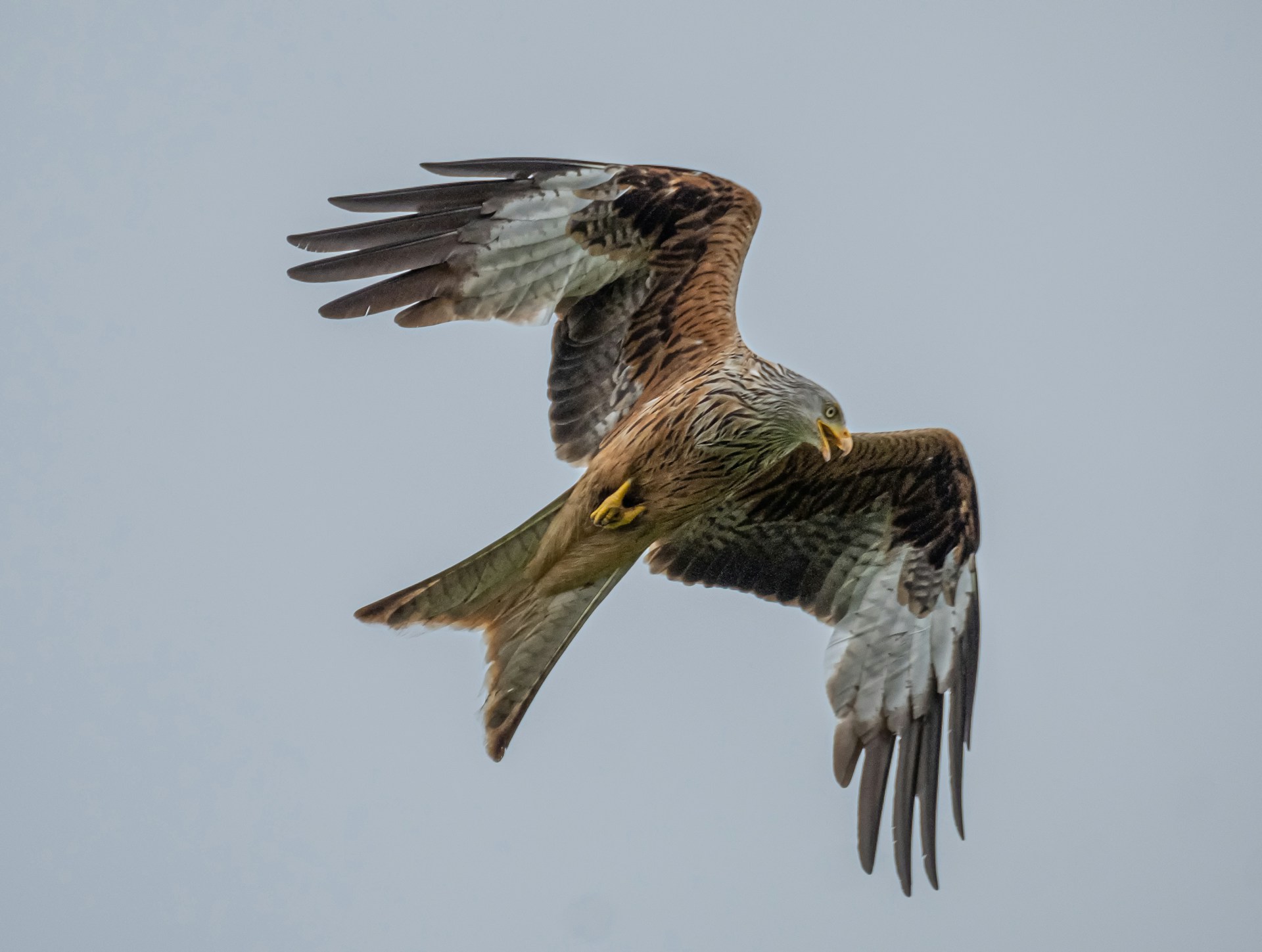 Red Kite