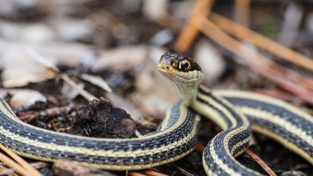 Garter Snake