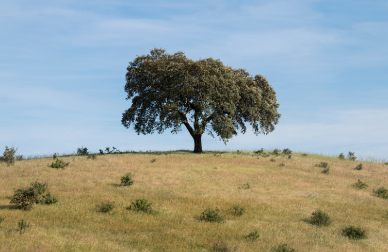 oak tree in field