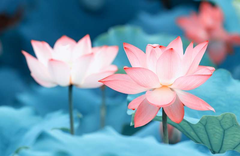 pink lotus flower