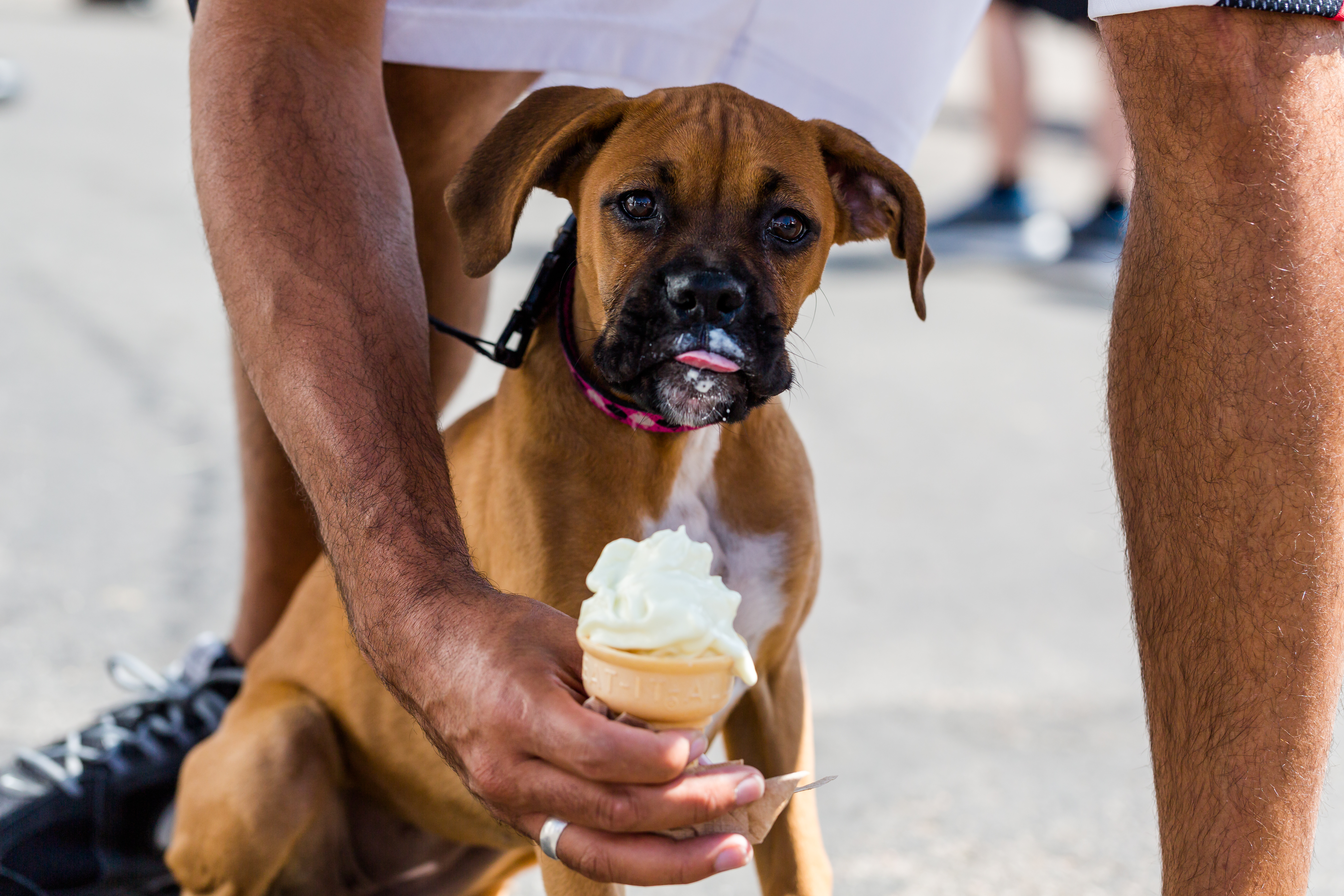 Dog with ice cream waiting to eat it