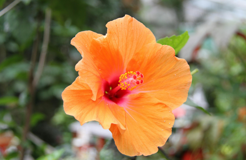 Hibiscus