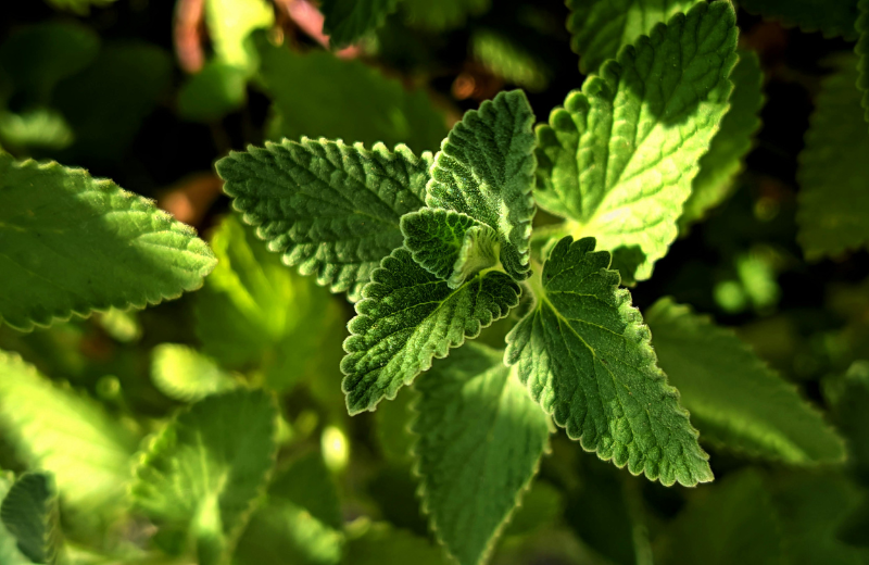 mint for luck