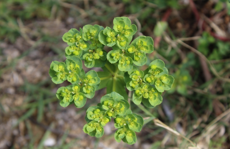 green Euphorbia