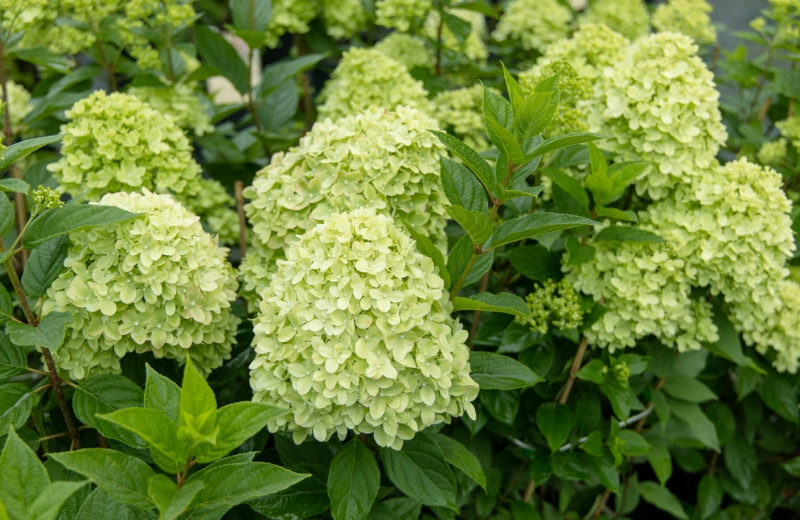 Green Hydrangea