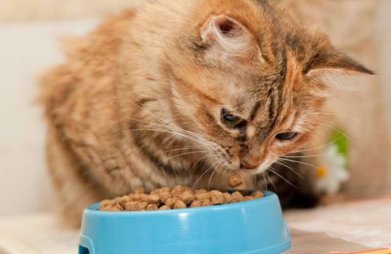 Cat looking at bowl of food
