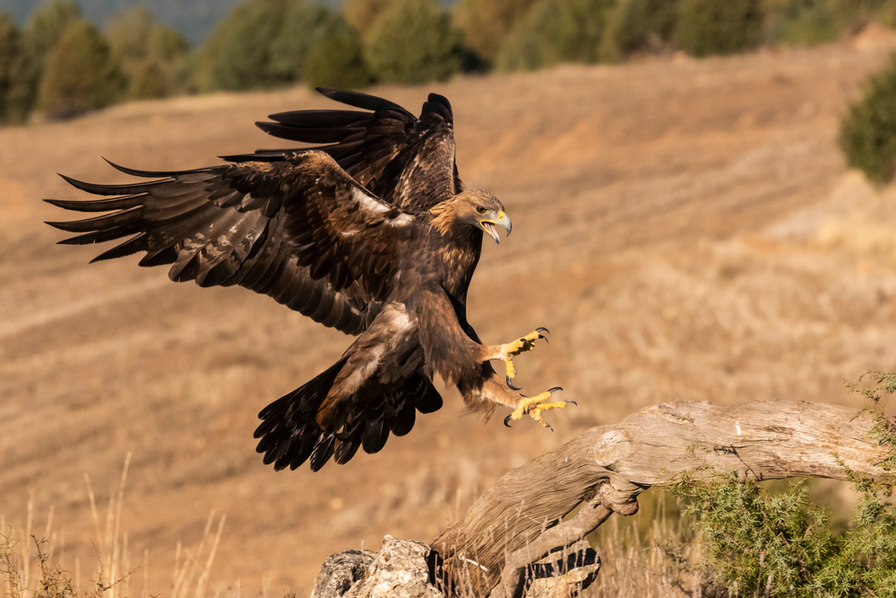 Golden Eagle