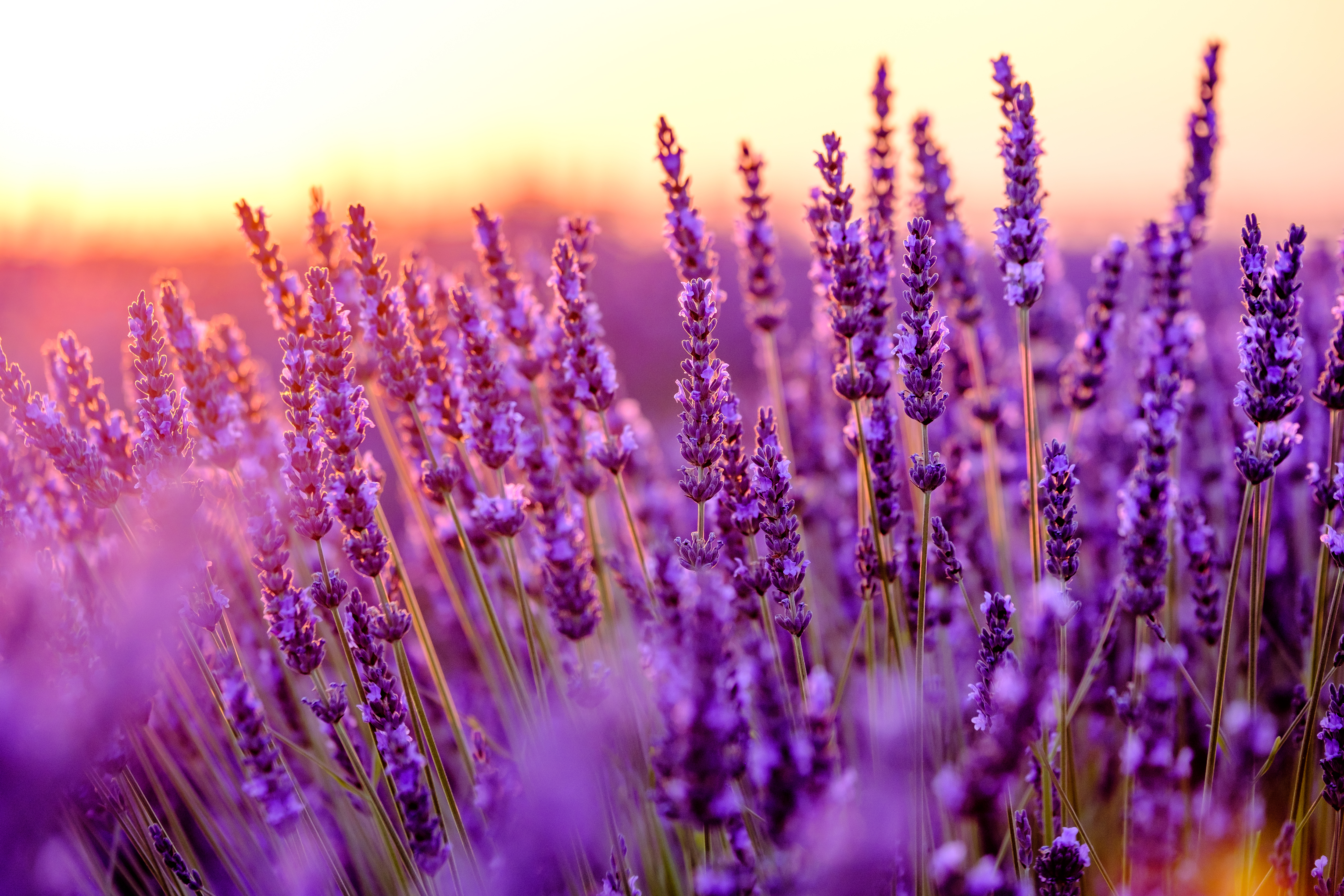 Lavender plant in a field