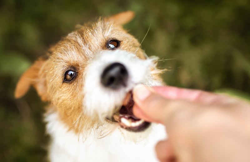 Use Positive Reinforcement