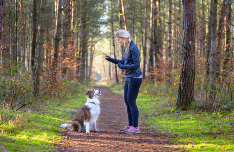 Self-Employed Dog Trainer Rates