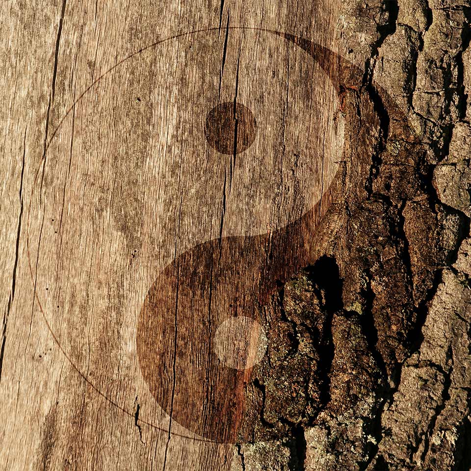 Chinese yin yang symbol on a tree trunk