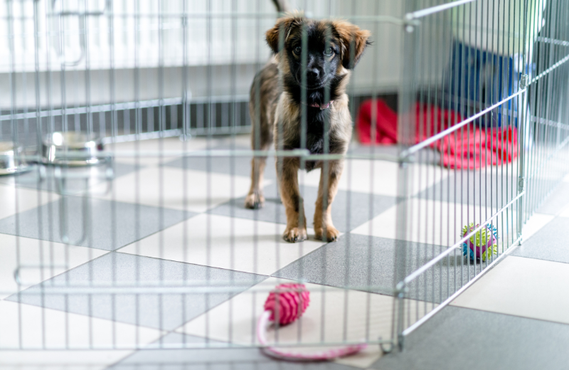 Use Crate Training to Help with Alone Time