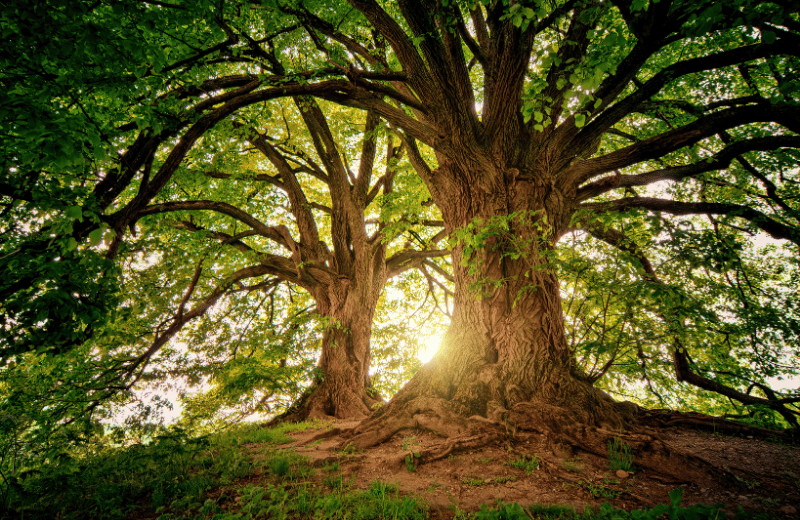 What Does a Tree of Life Tattoo Symbolise?