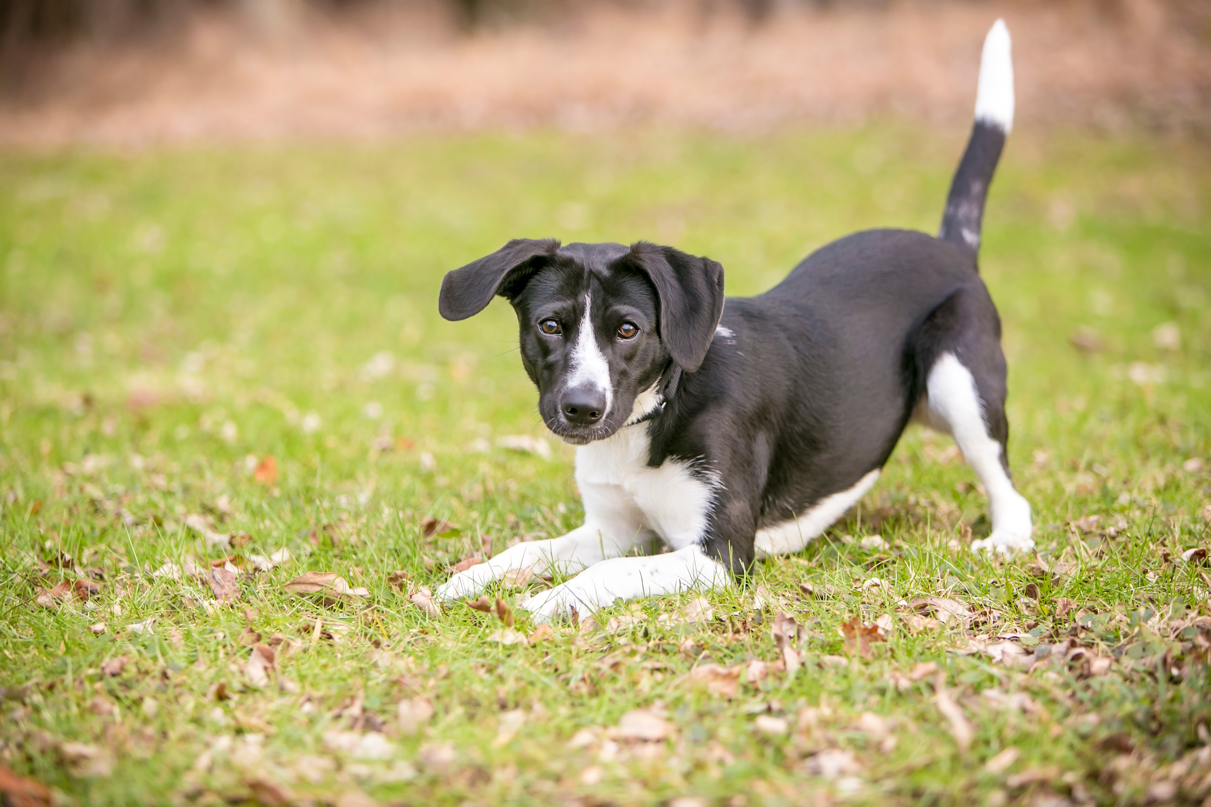 Puppy body language