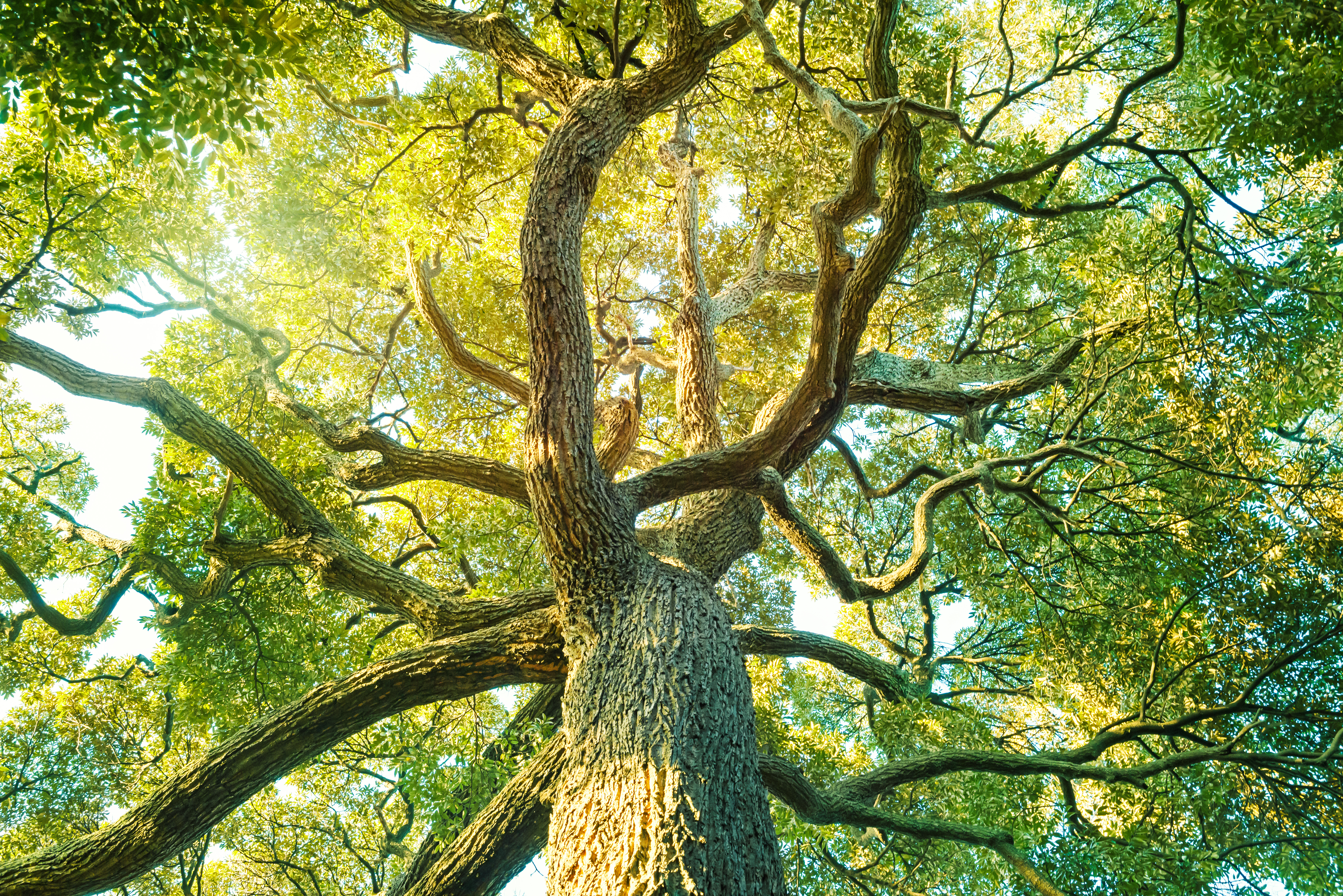 The tree of life sacred geometry