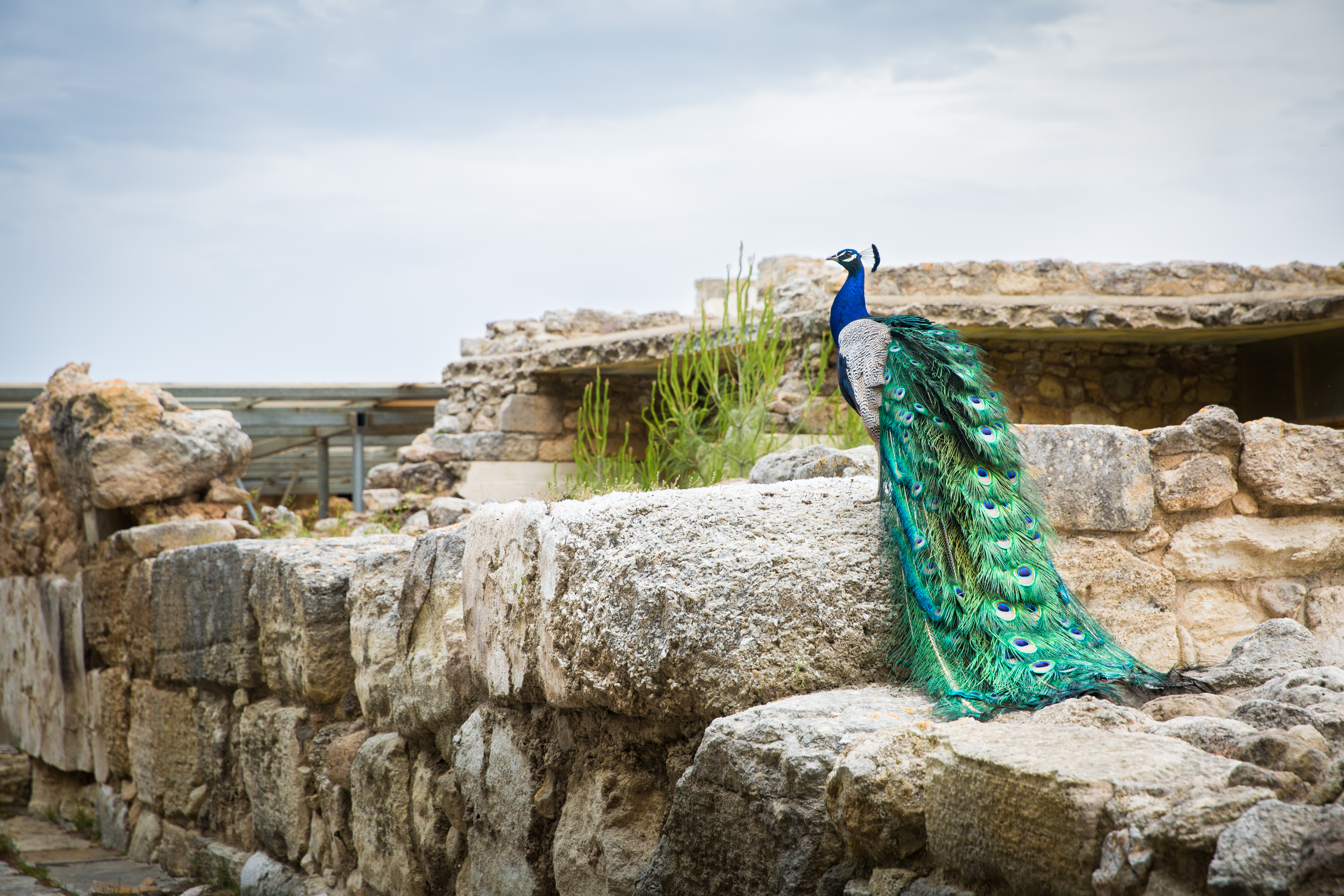 Image of a peacock stood in Greek ruins