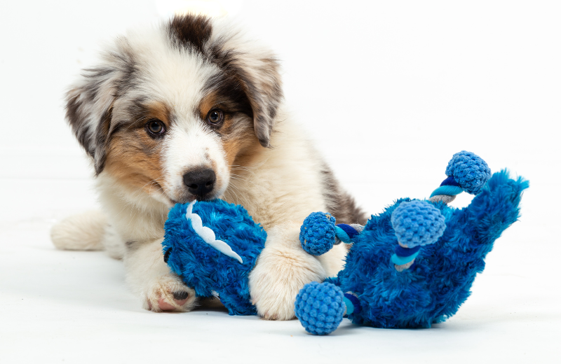 How to Positively Discipline a Puppy