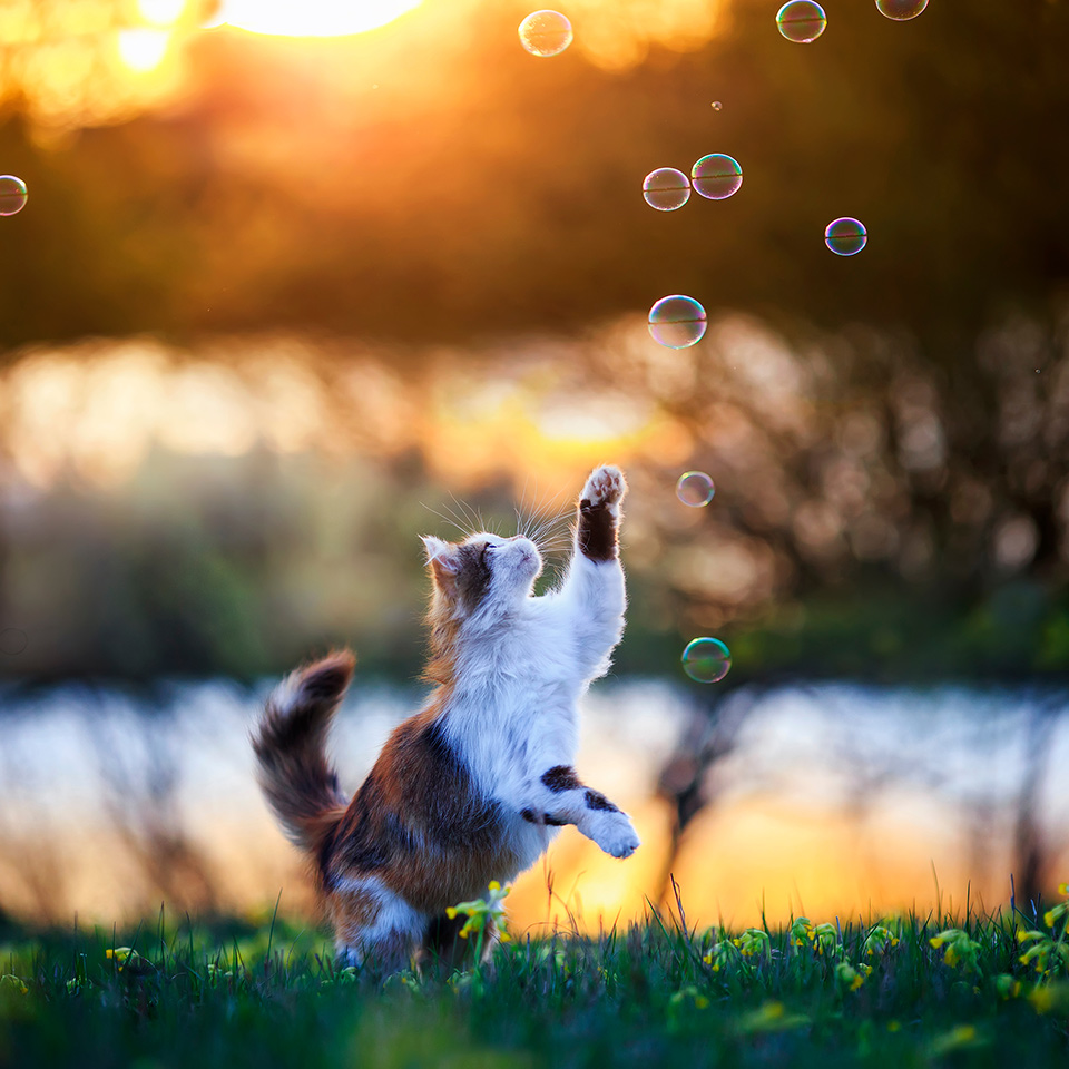 Cat jumping up to swipe at soap bubbles with its paws on a summer meadow in the light of warm sunlight