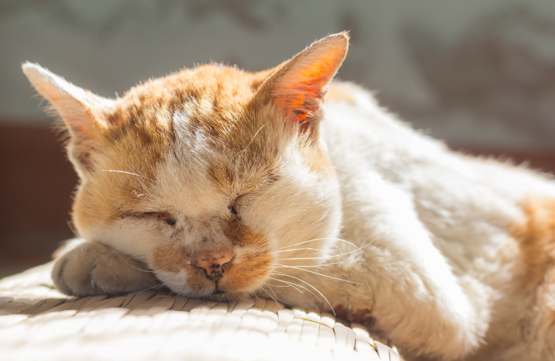senior orange cat