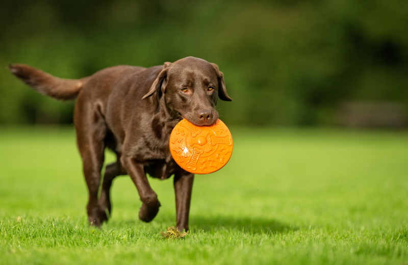 Dog playing in a field