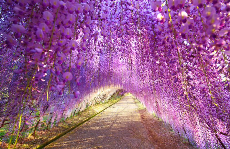 purple Wisteria 