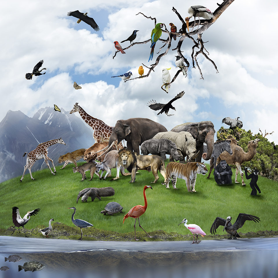 Zoology nature collage of wild animals and birds
