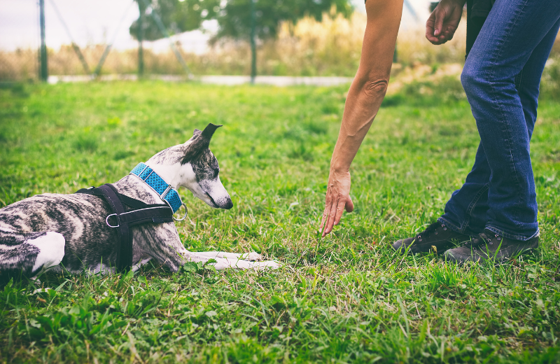 Steps to Train Your Dog to Lie Down