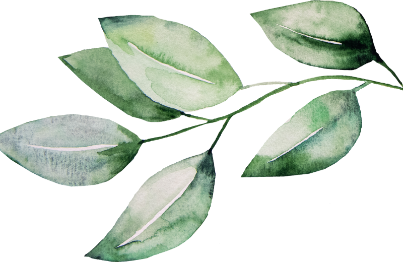 Botanical Illustration Course