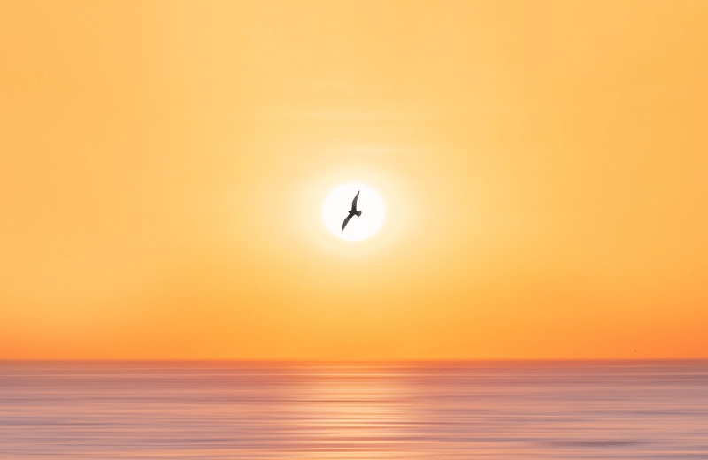 What Do Birds Symbolise Spiritually?
