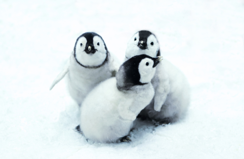 Penguin Numbers and Their Spiritual Meanings