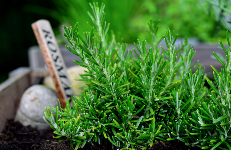 Rosemary