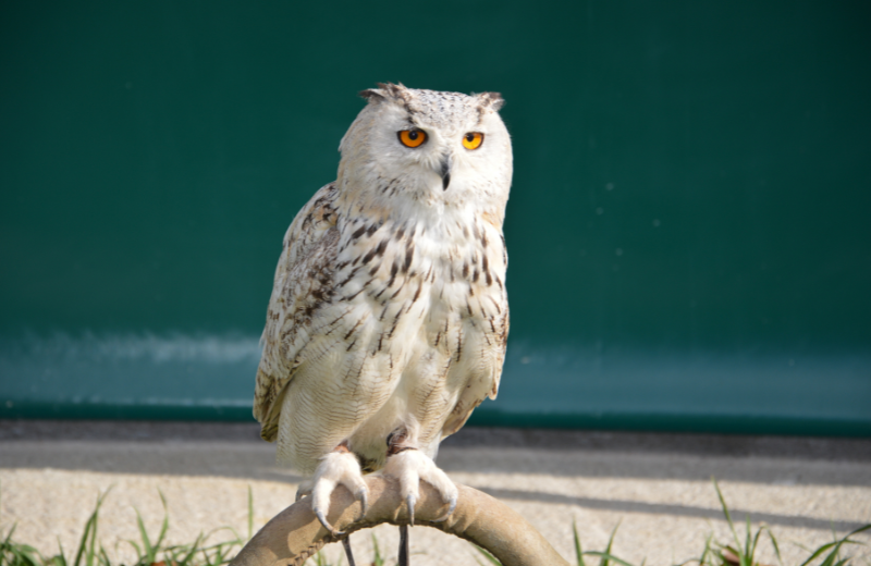 owl spirit animal