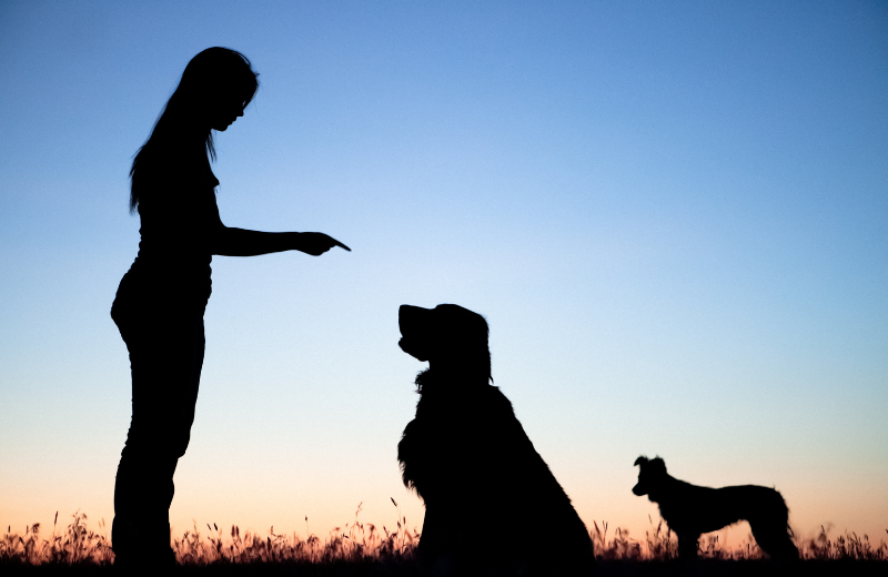 Train your dog to 'Leave It'