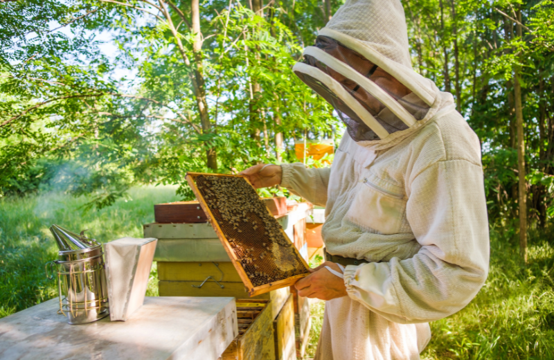 What Does a Beekeeper Do?