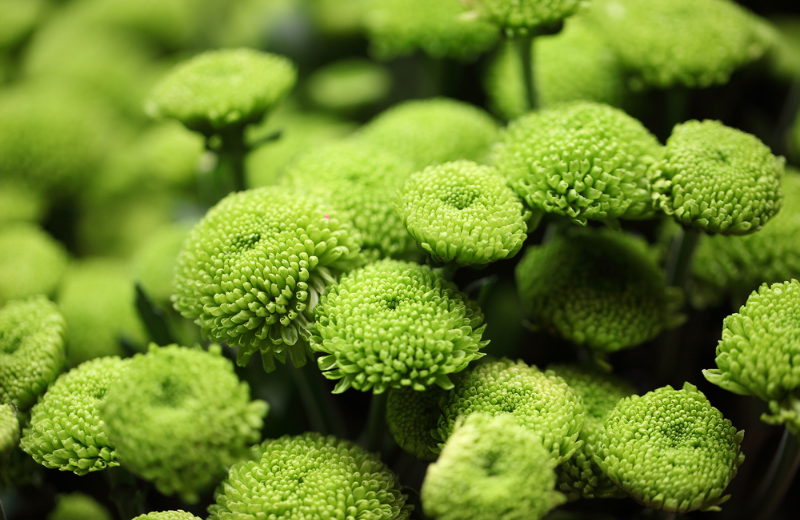 Green Chrysanthemum