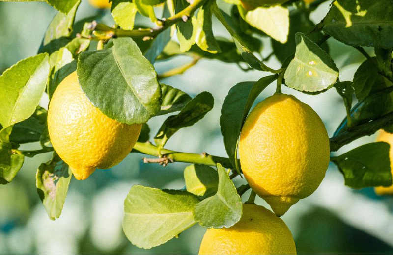Lemons on a tree