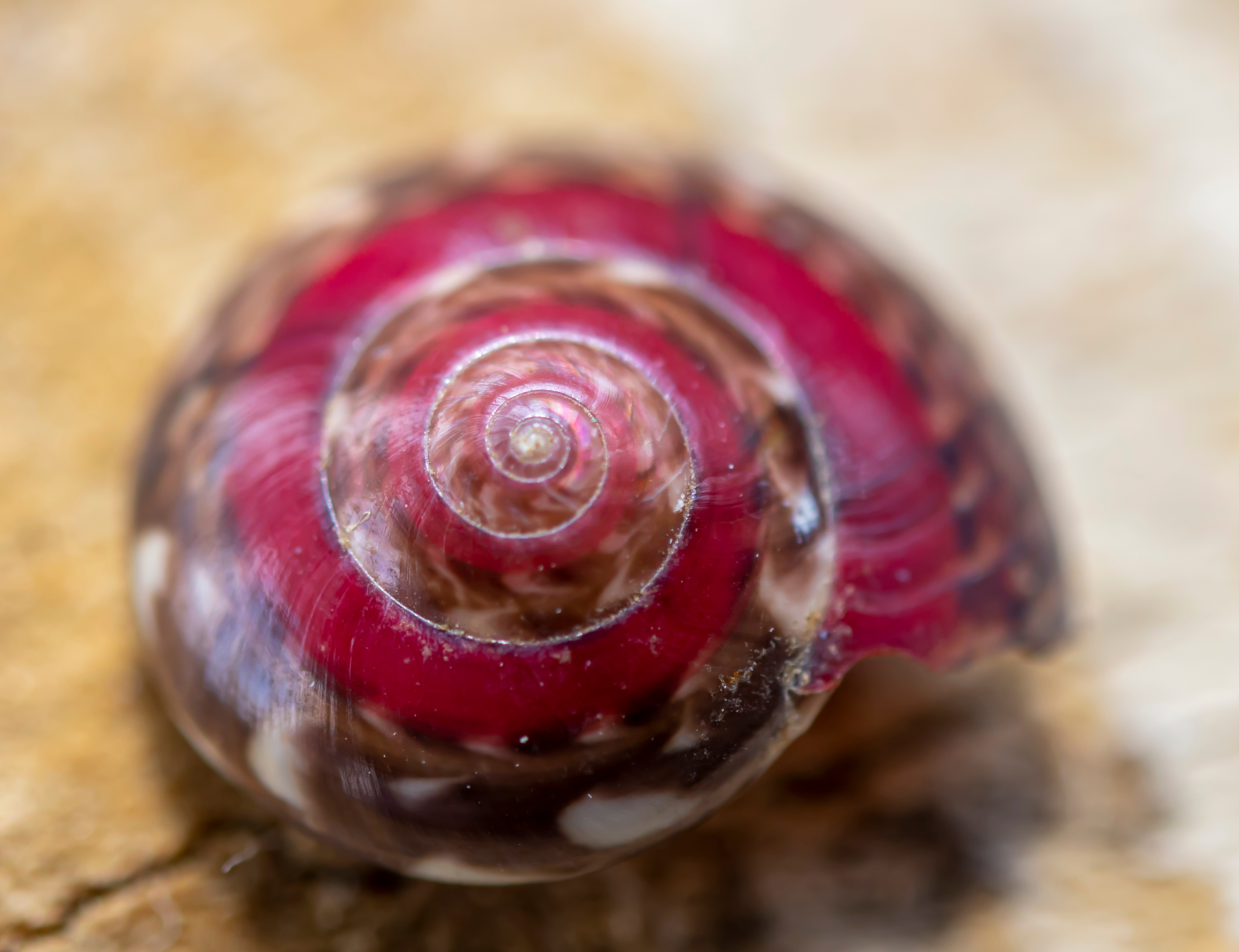 Sacred geometry spiral