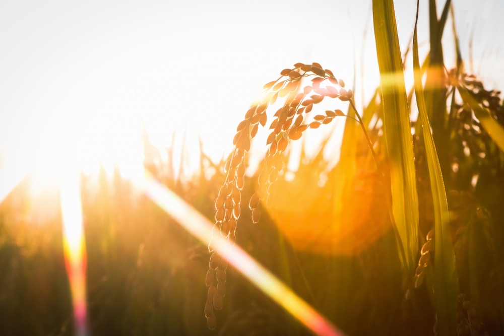 Freyr was the god of the harvest