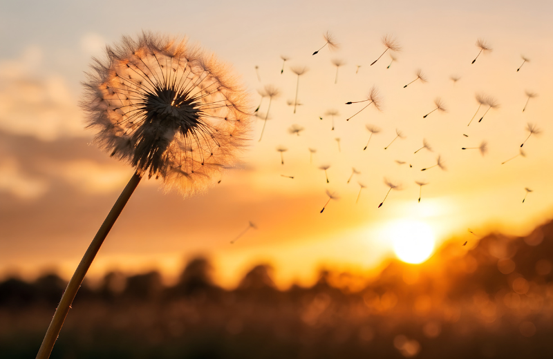 Dandelion, a Natural Diuretic
