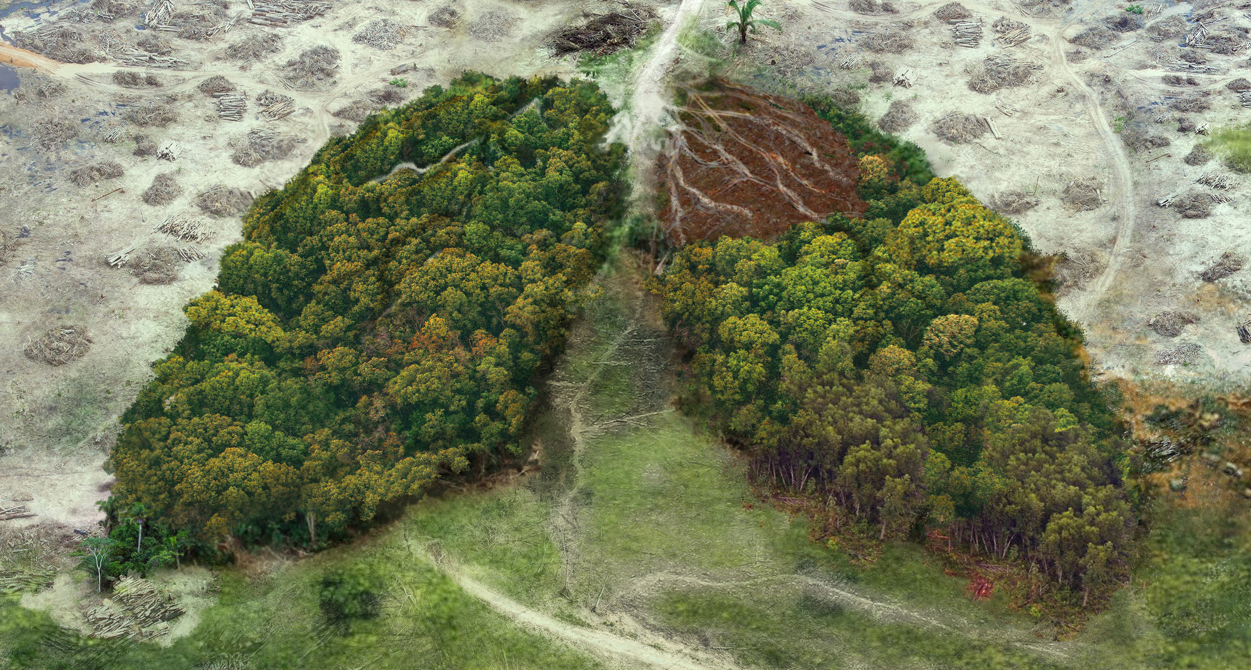 Trees in rainforest shaped like lungs, trees and oxygen