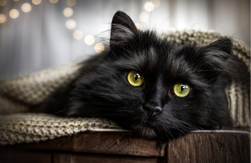 longhaired black cat with green eyes