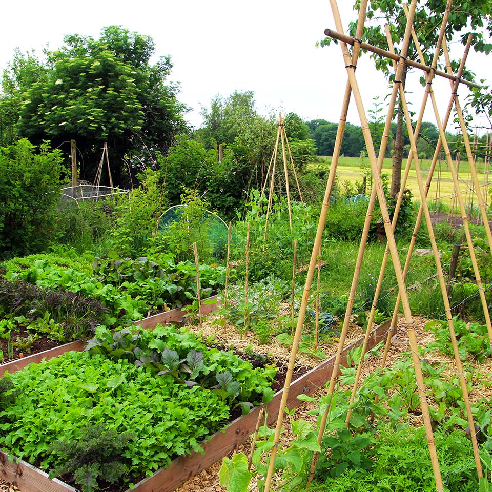Vegetables growing based on permaculture in polycultures in raised beds.